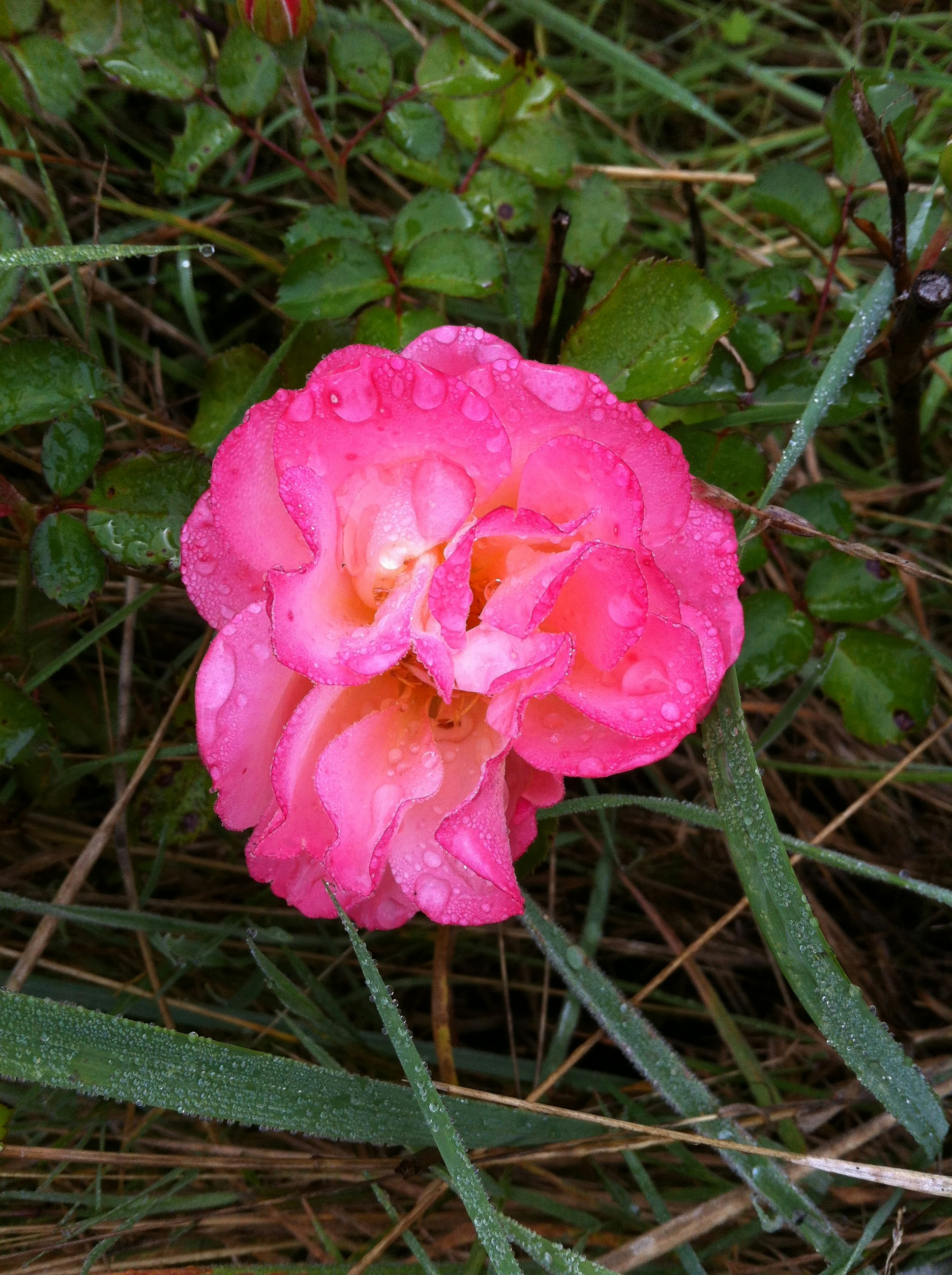 Free Unsplash photo from Steve Finch