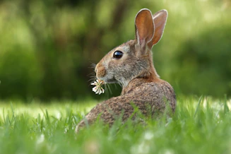 Photo of brown rabbit on grasses