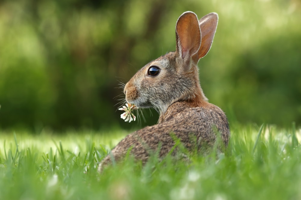 Foto di messa a fuoco selettiva di coniglio marrone su erbe