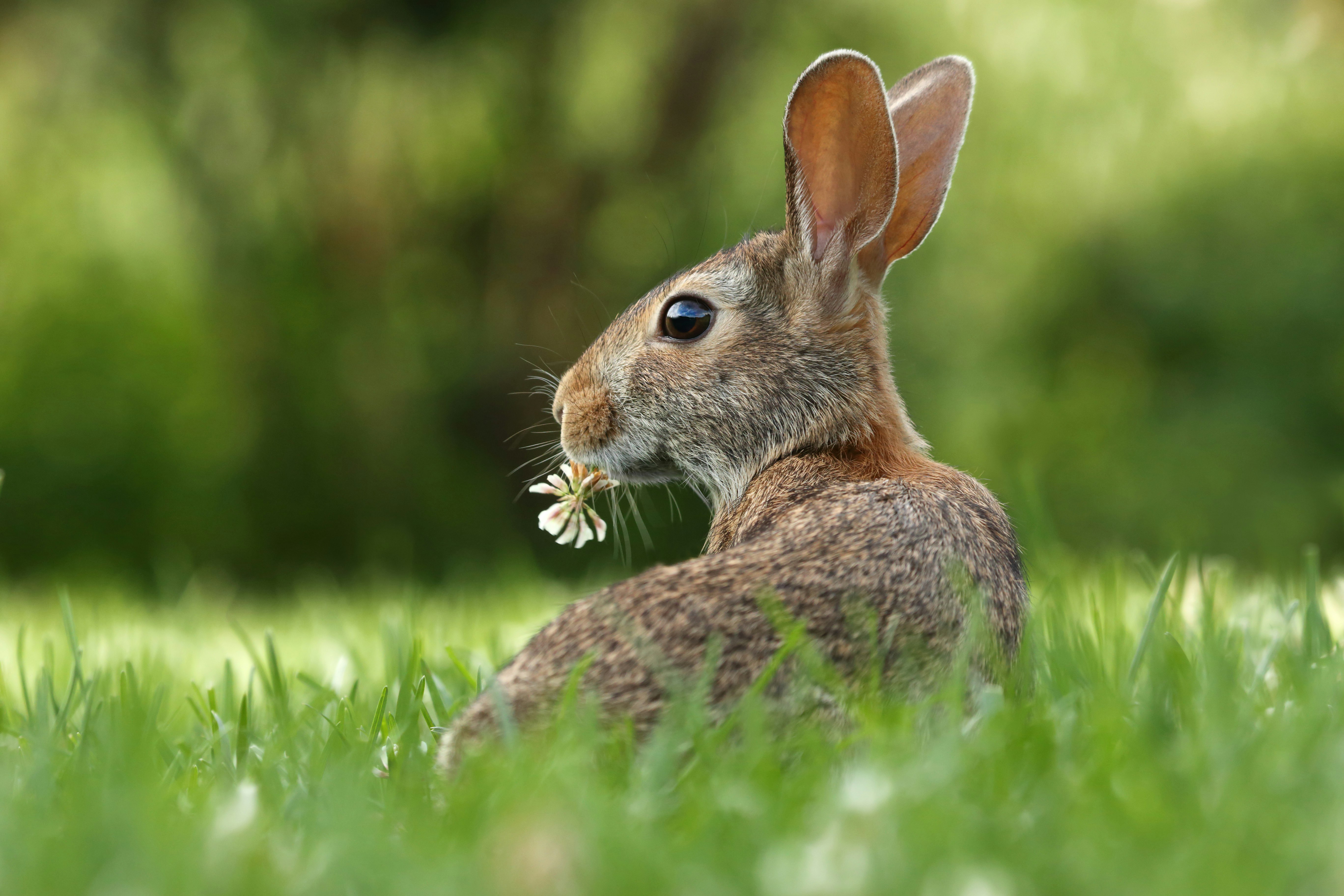 selective focus photo of brown rabbit on grasses