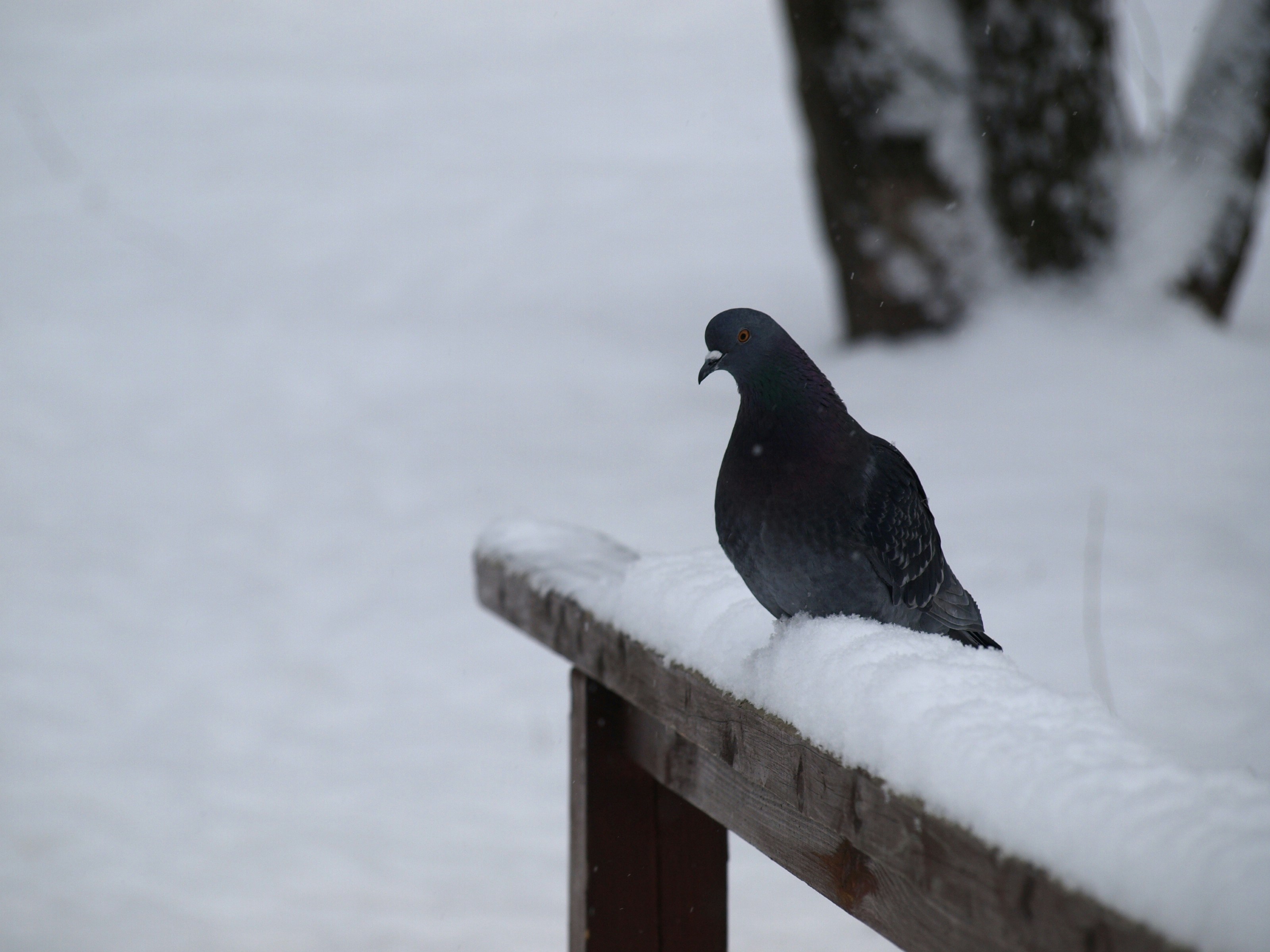 Free Unsplash photo from Mila Mila