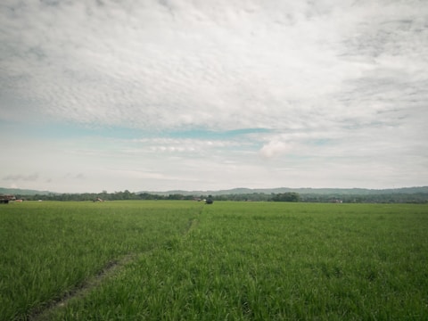 An open field under a cloudy sky, untouched and calm.