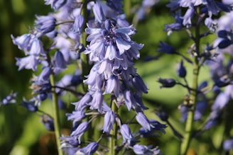 A group of diverse community members planting bluebell flowers together in a sunny park.
