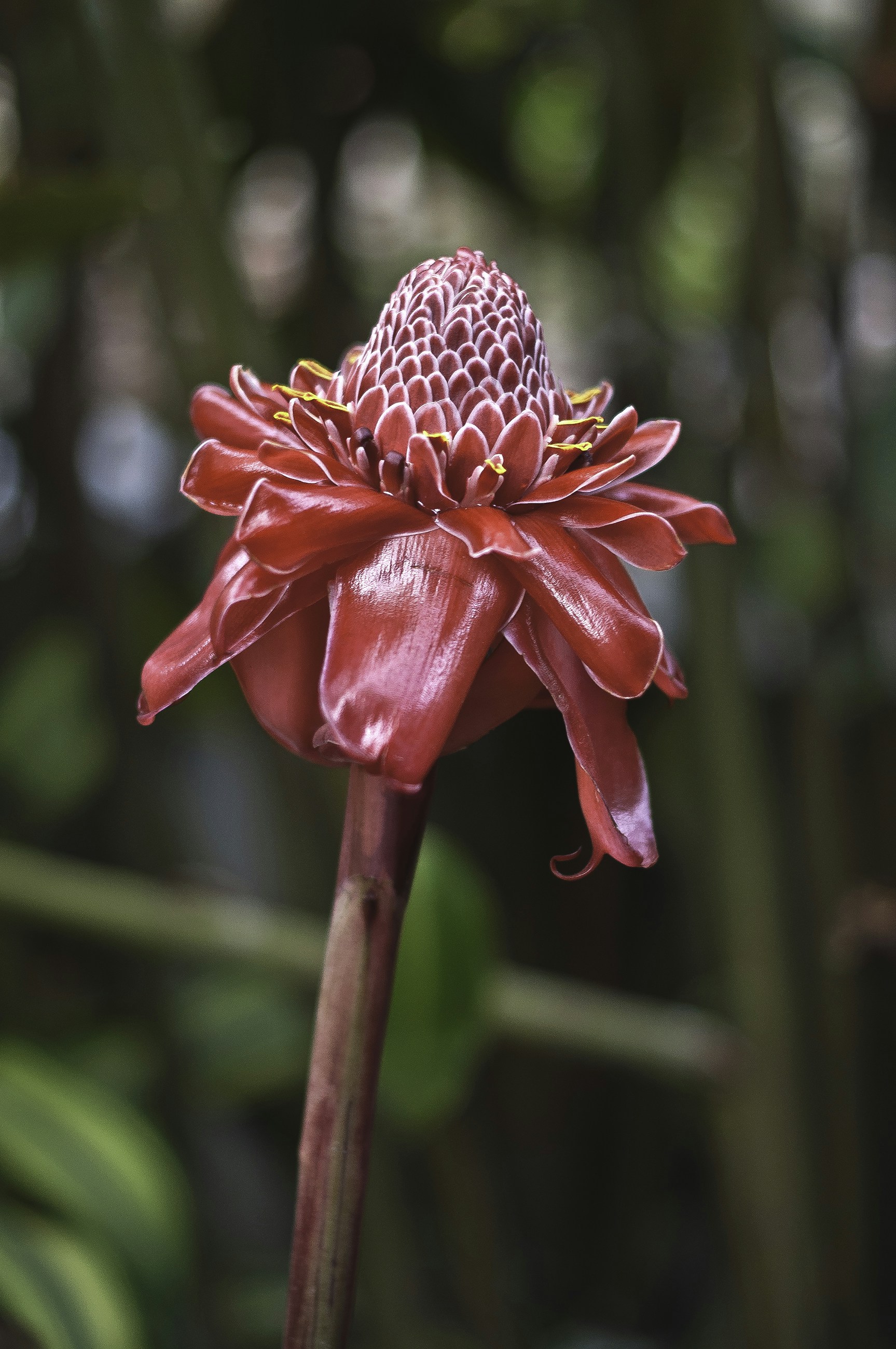 Free Unsplash photo from Evelyn Hüllinghorst