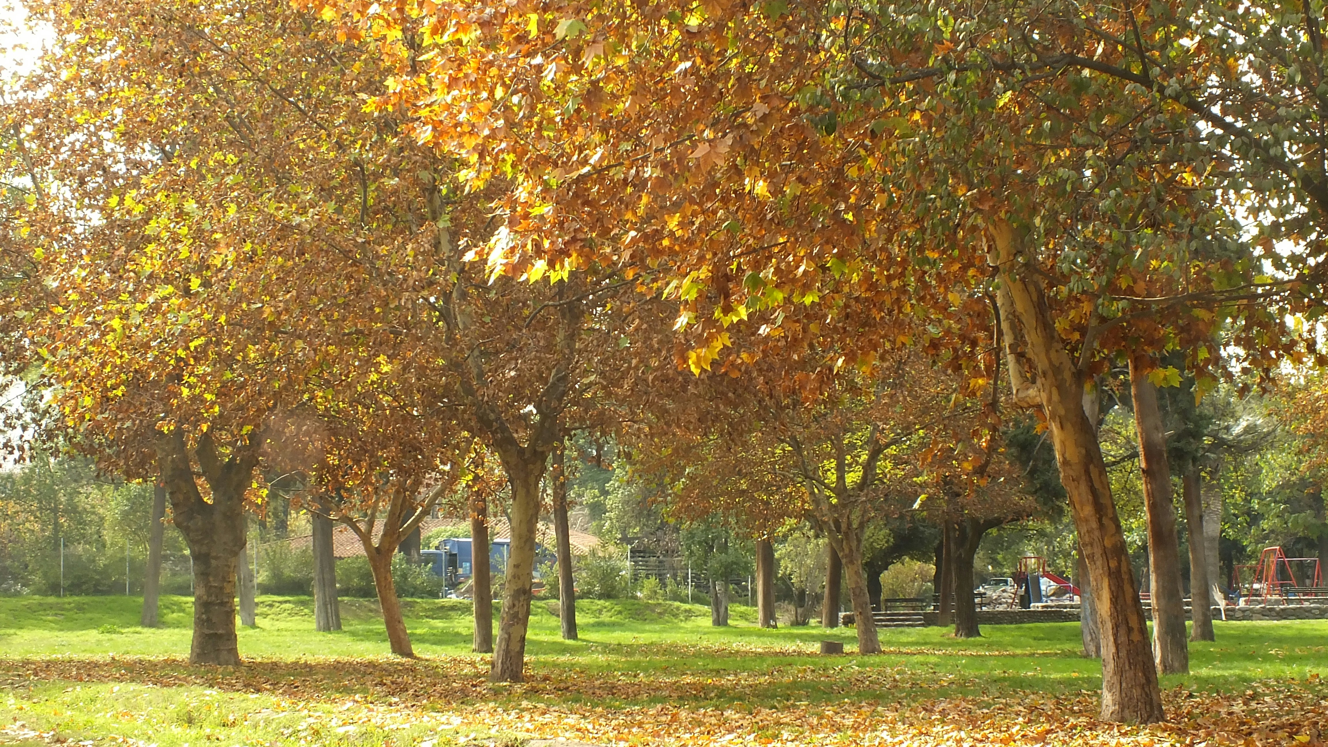 Free Unsplash photo from Polliana Zocche