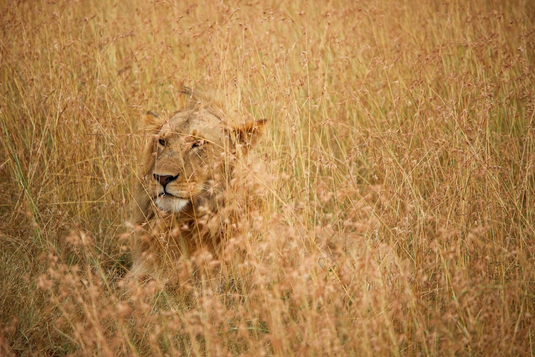 Wildlife photo spot Masai Mara Game Reserve Mara Triangle - Maasai Mara National Reserve