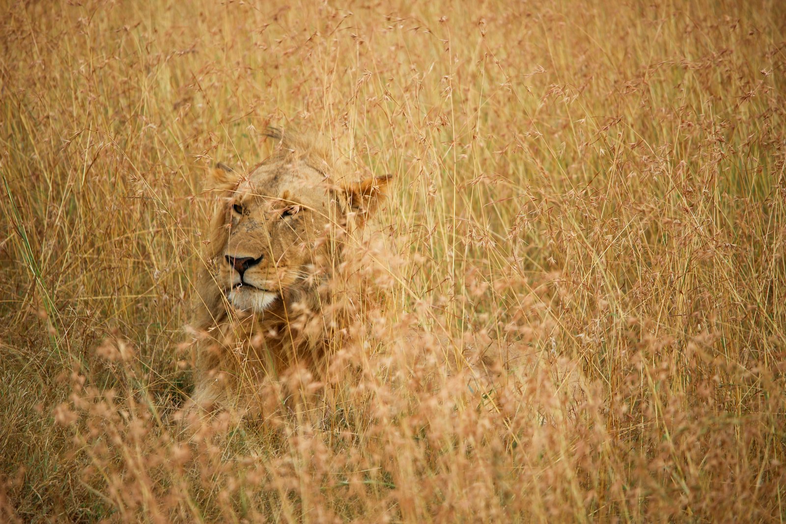 Canon EOS 600D (Rebel EOS T3i / EOS Kiss X5) + Canon EF-S 55-250mm F4-5.6 IS STM sample photo. Lion on brown grass photography