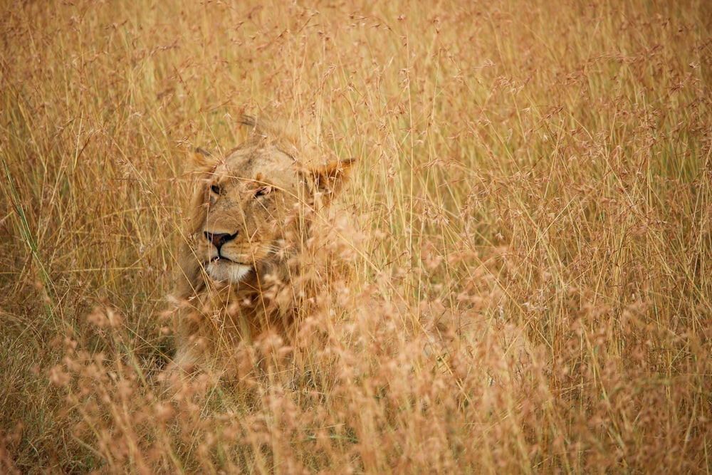 lion on brown grass field during daytime