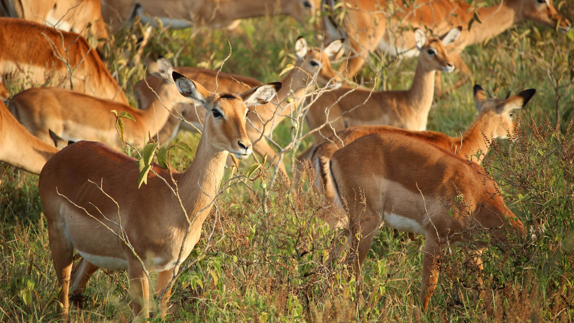 Herd Management