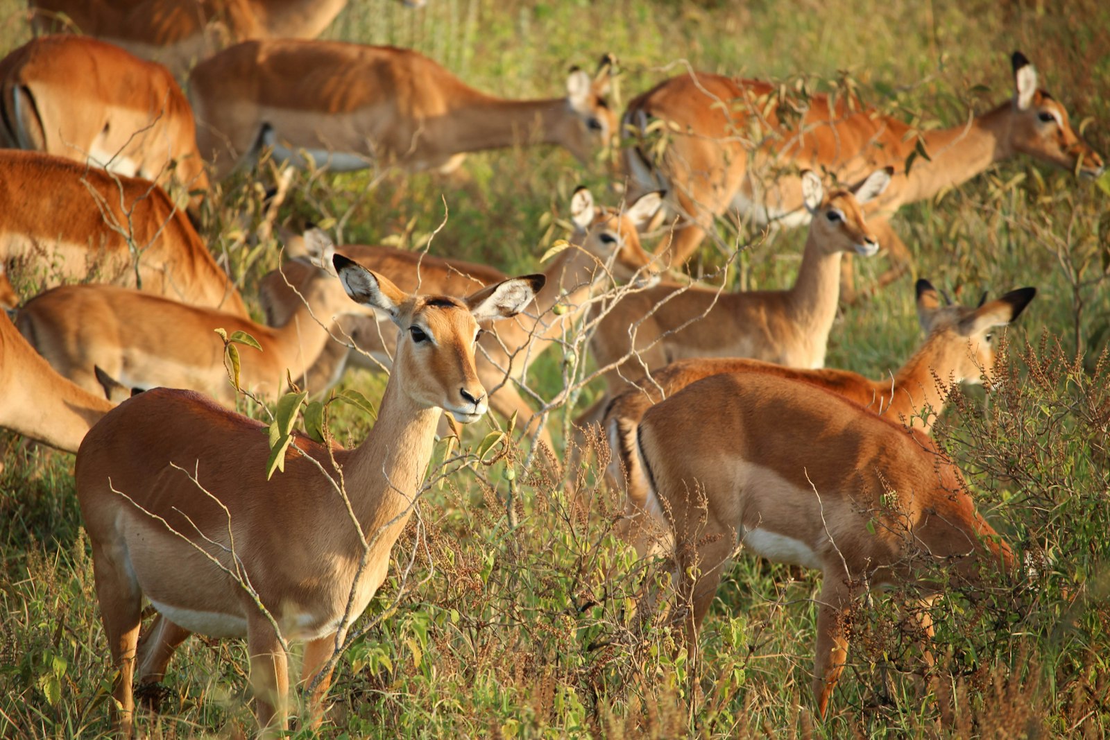 Canon EOS 600D (Rebel EOS T3i / EOS Kiss X5) + Canon EF-S 55-250mm F4-5.6 IS STM sample photo. Deer eating grass during photography