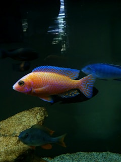 A vibrant aquarium showcasing multiple colorful fish swimming in a dark tank. The most prominent fish features bright orange and blue hues with intricate patterns, positioned against a background of dark water and a large rock.