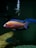 A vibrant aquarium showcasing multiple colorful fish swimming in a dark tank. The most prominent fish features bright orange and blue hues with intricate patterns, positioned against a background of dark water and a large rock.
