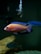 A vibrant aquarium showcasing multiple colorful fish swimming in a dark tank. The most prominent fish features bright orange and blue hues with intricate patterns, positioned against a background of dark water and a large rock.