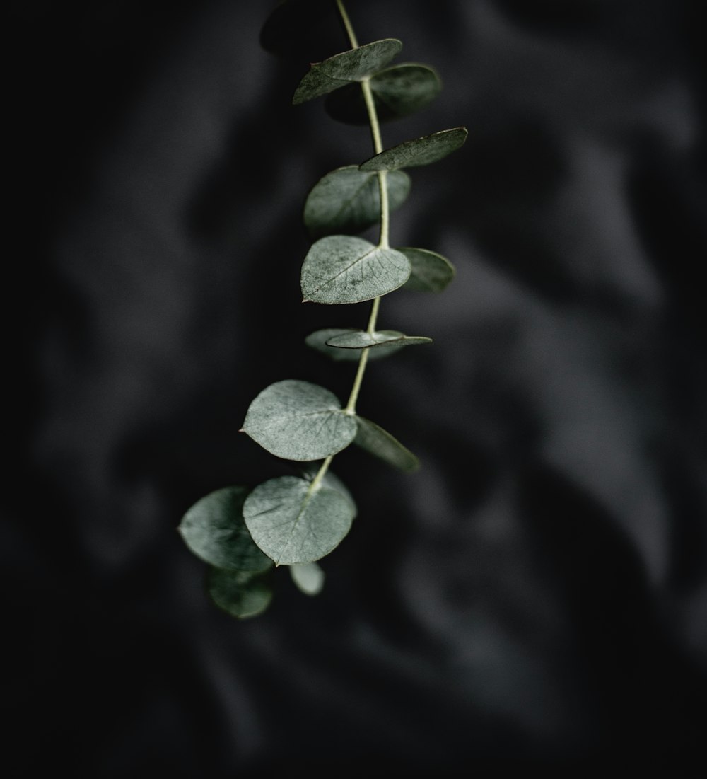 녹색 잎이 있는 식물의 선택적 초점 사진