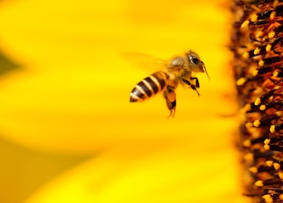 black and white honey bee hovering near yellow flower in closeup photography