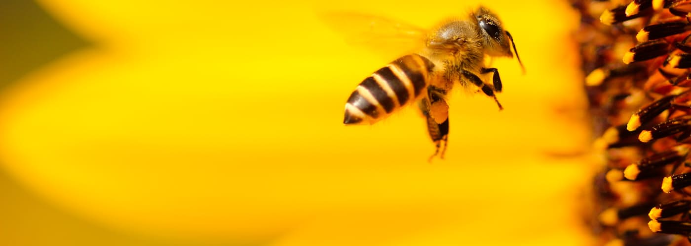 סקירת ספרו של גיא פרל, "הדבורים של הבלתי נראה"