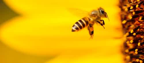 סקירת ספרו של גיא פרל, "הדבורים של הבלתי נראה": אל שפת 