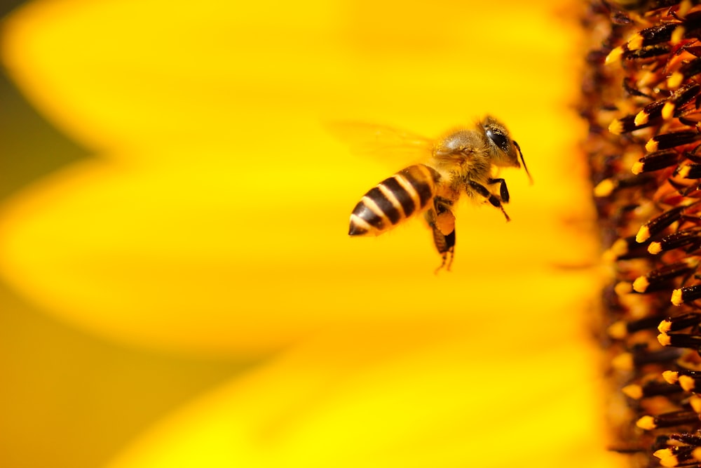 흑백 꿀벌이 클로즈업 사진에서 노란 꽃 근처를 맴돌고 있습니다.