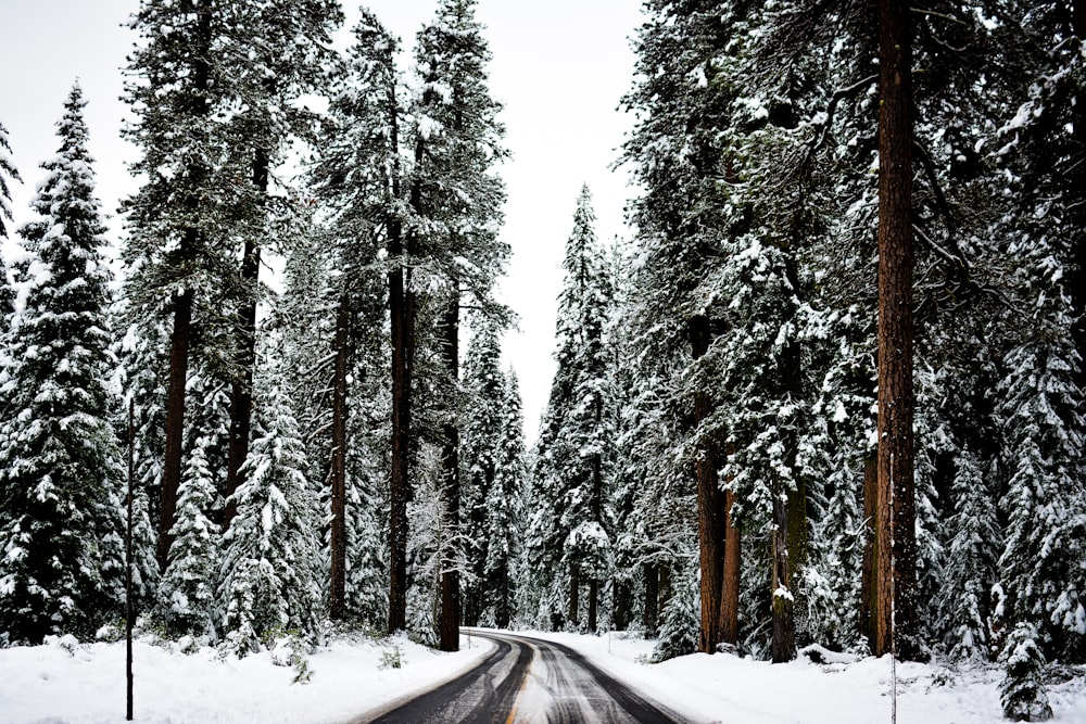 pine trees during daytime