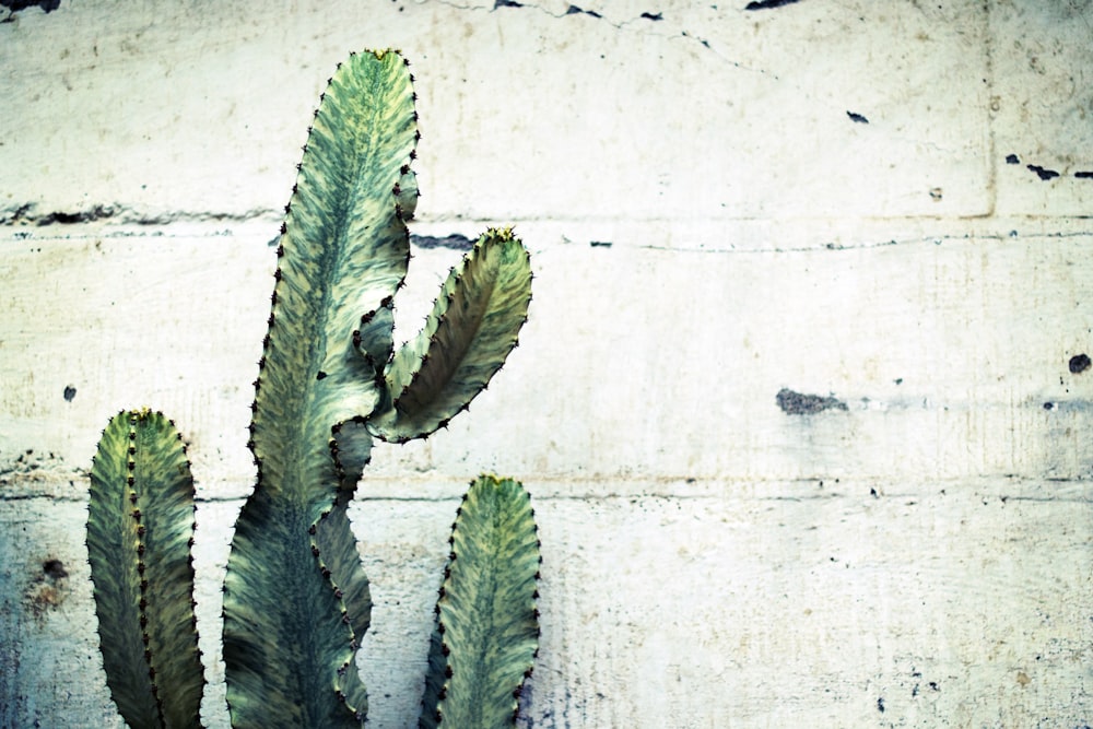 a green plant sitting on top of a wooden table