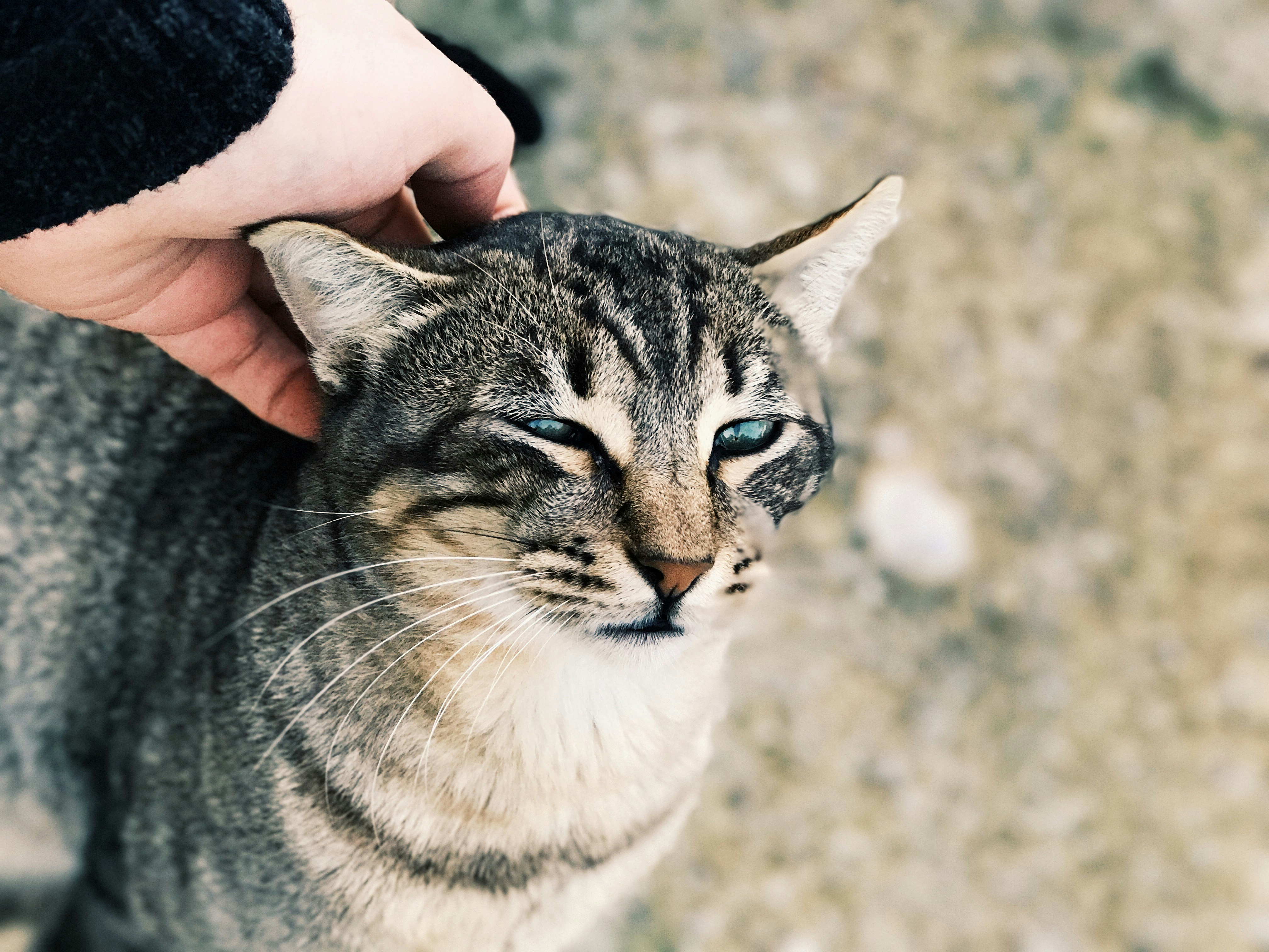 Free Unsplash photo from Caleb Stokes