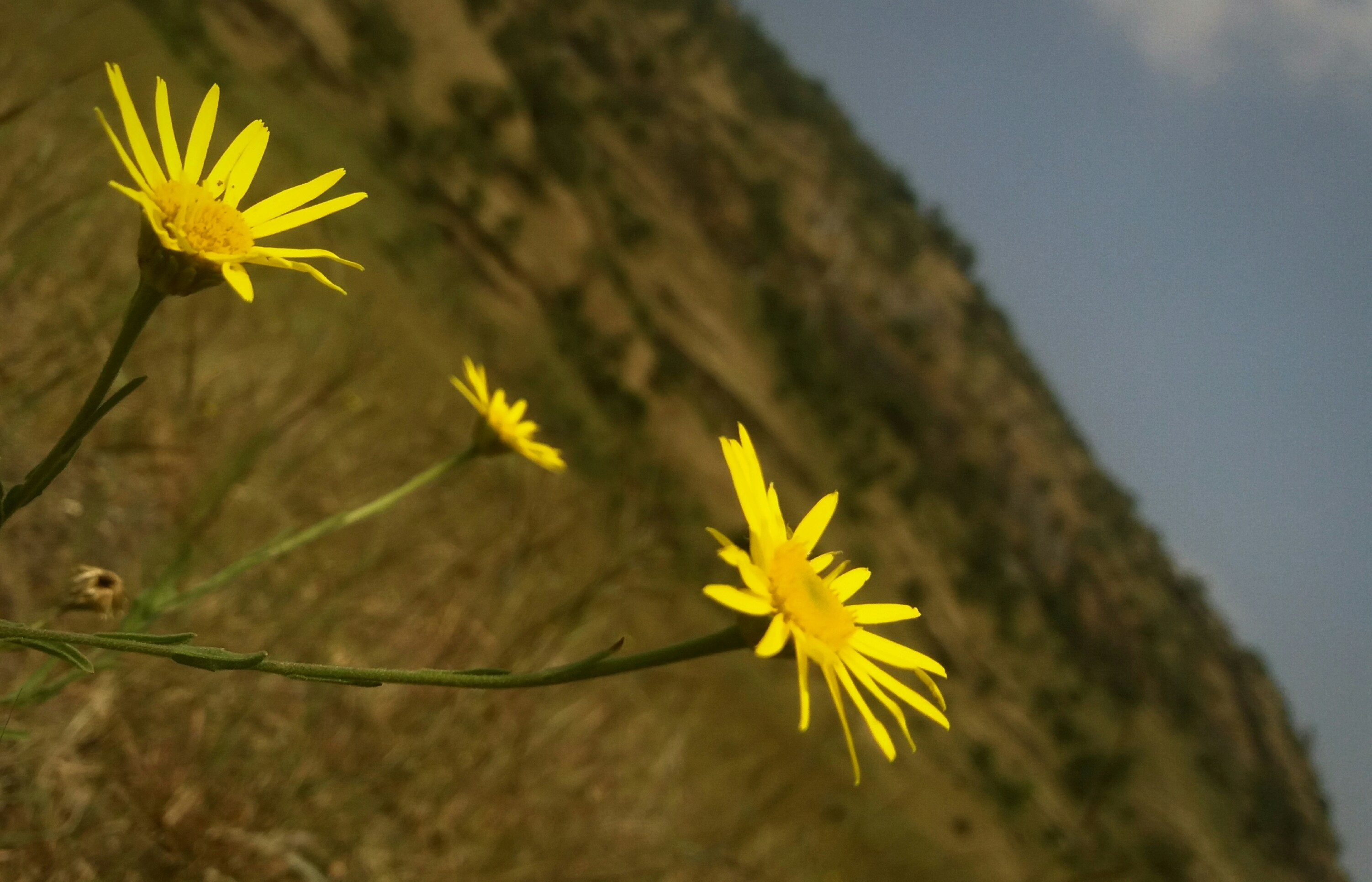 Free Unsplash photo from Ronísh Zadodé