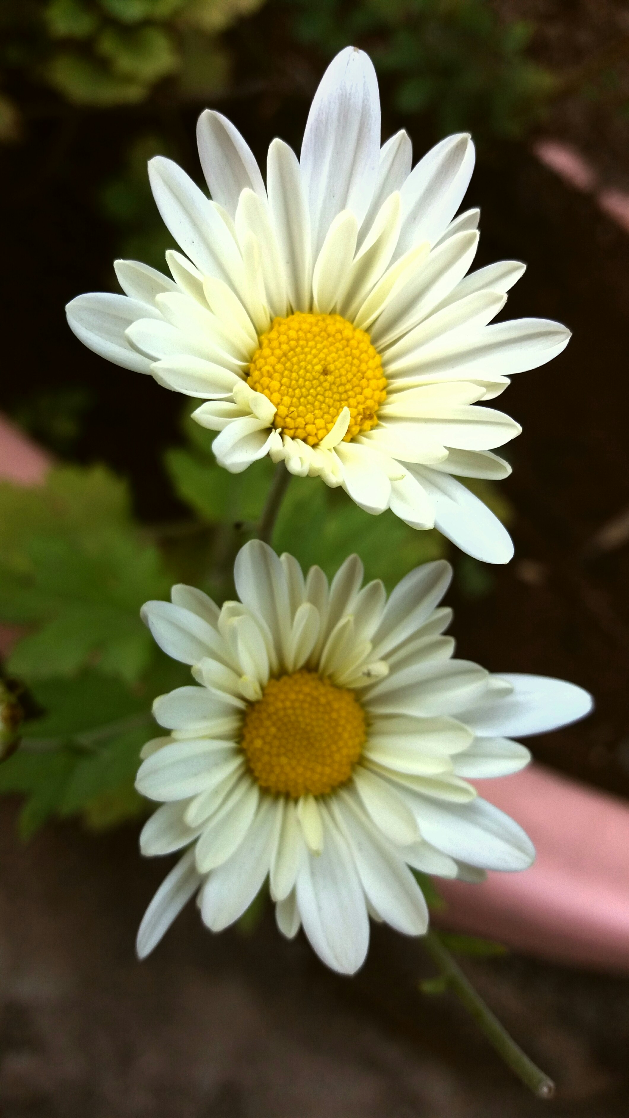 Free Unsplash photo from Ronísh Zadodé