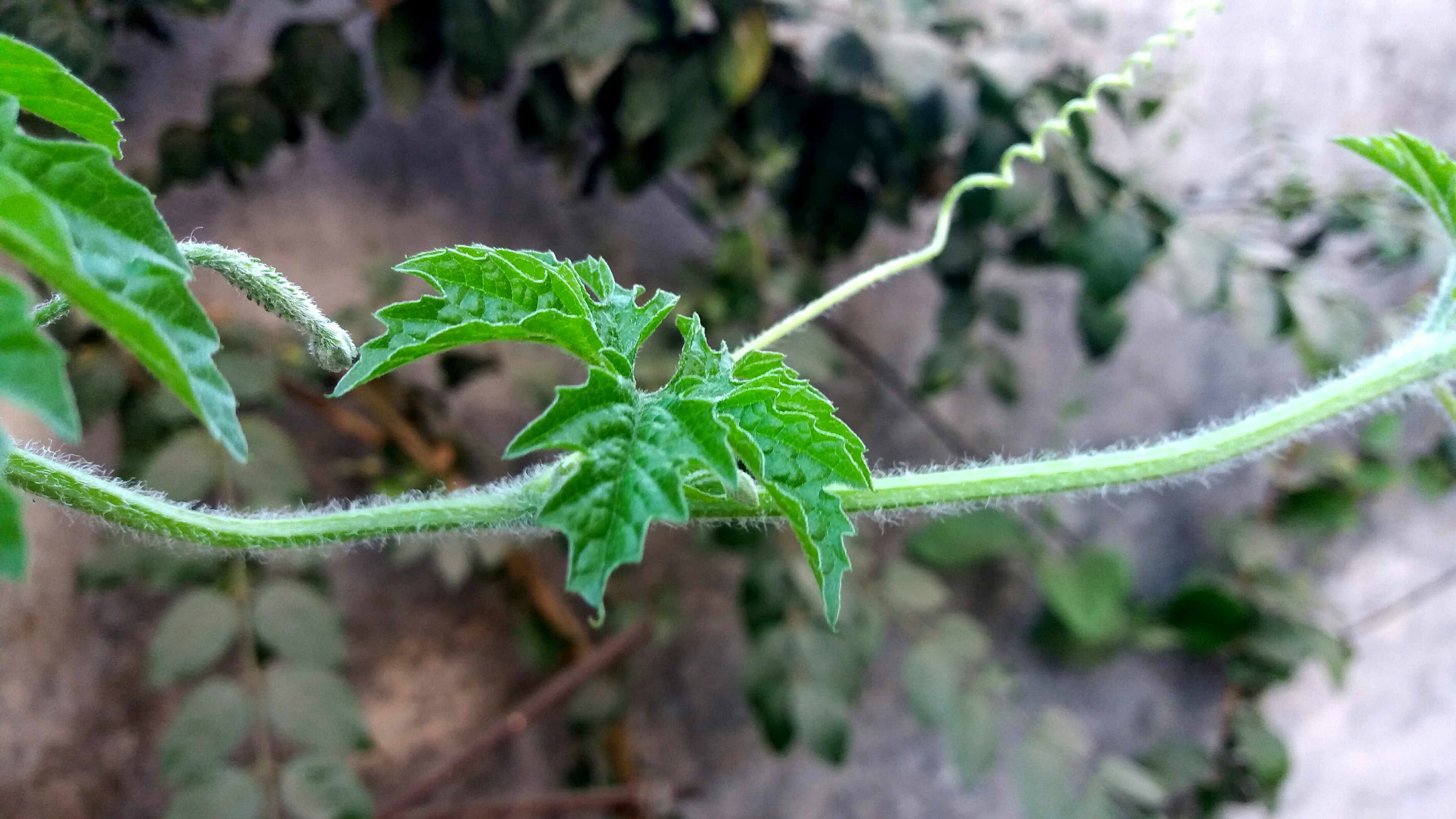 Free Unsplash photo from Ronísh Zadodé