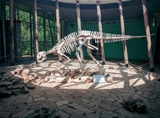 A dinosaur skeleton is displayed in a museum setting. The skeletal structure is mounted on rocks and surrounded by a circular arrangement of wooden pillars. Sunlight filters through the glass walls, casting shadows on the stone floor.