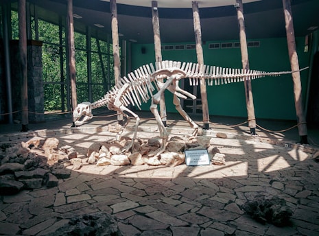 A dinosaur skeleton is displayed in a museum setting. The skeletal structure is mounted on rocks and surrounded by a circular arrangement of wooden pillars. Sunlight filters through the glass walls, casting shadows on the stone floor.