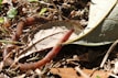 A worm is moving across a forest floor covered in dry leaves and small plants. The worm is partially hidden under a leaf and surrounded by various twigs and soil.