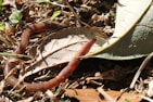 A worm is moving across a forest floor covered in dry leaves and small plants. The worm is partially hidden under a leaf and surrounded by various twigs and soil.