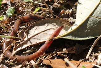 A worm is moving across a forest floor covered in dry leaves and small plants. The worm is partially hidden under a leaf and surrounded by various twigs and soil.