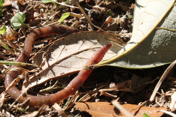 A worm is moving across a forest floor covered in dry leaves and small plants. The worm is partially hidden under a leaf and surrounded by various twigs and soil.