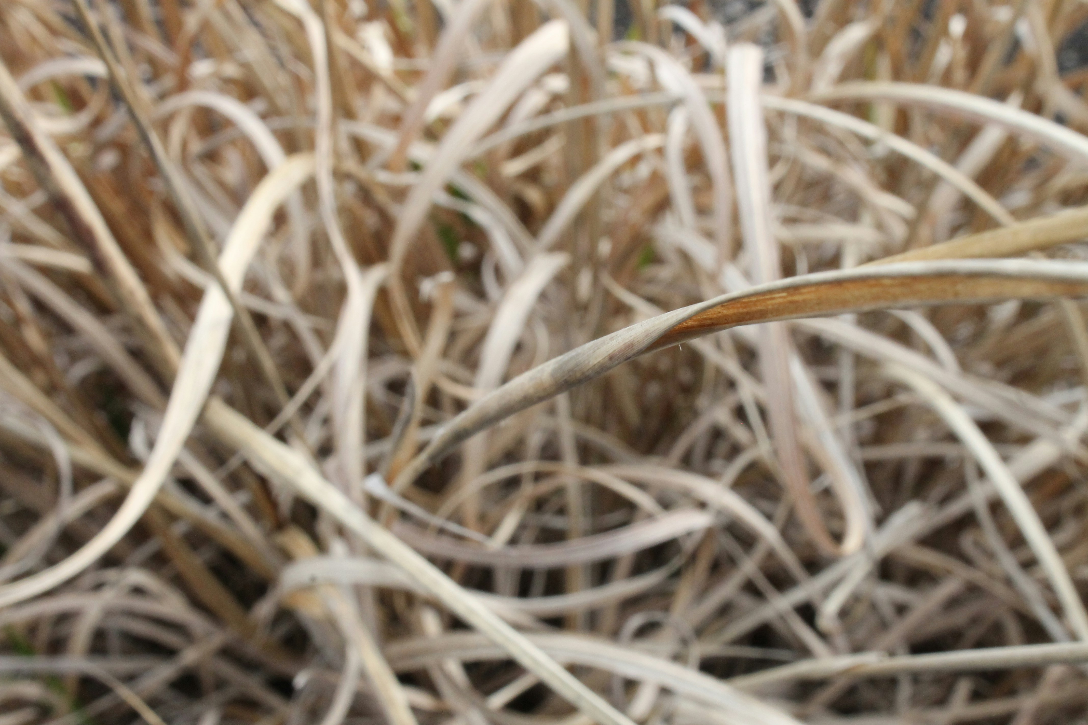 Free Unsplash photo from Jaimie Hamilton