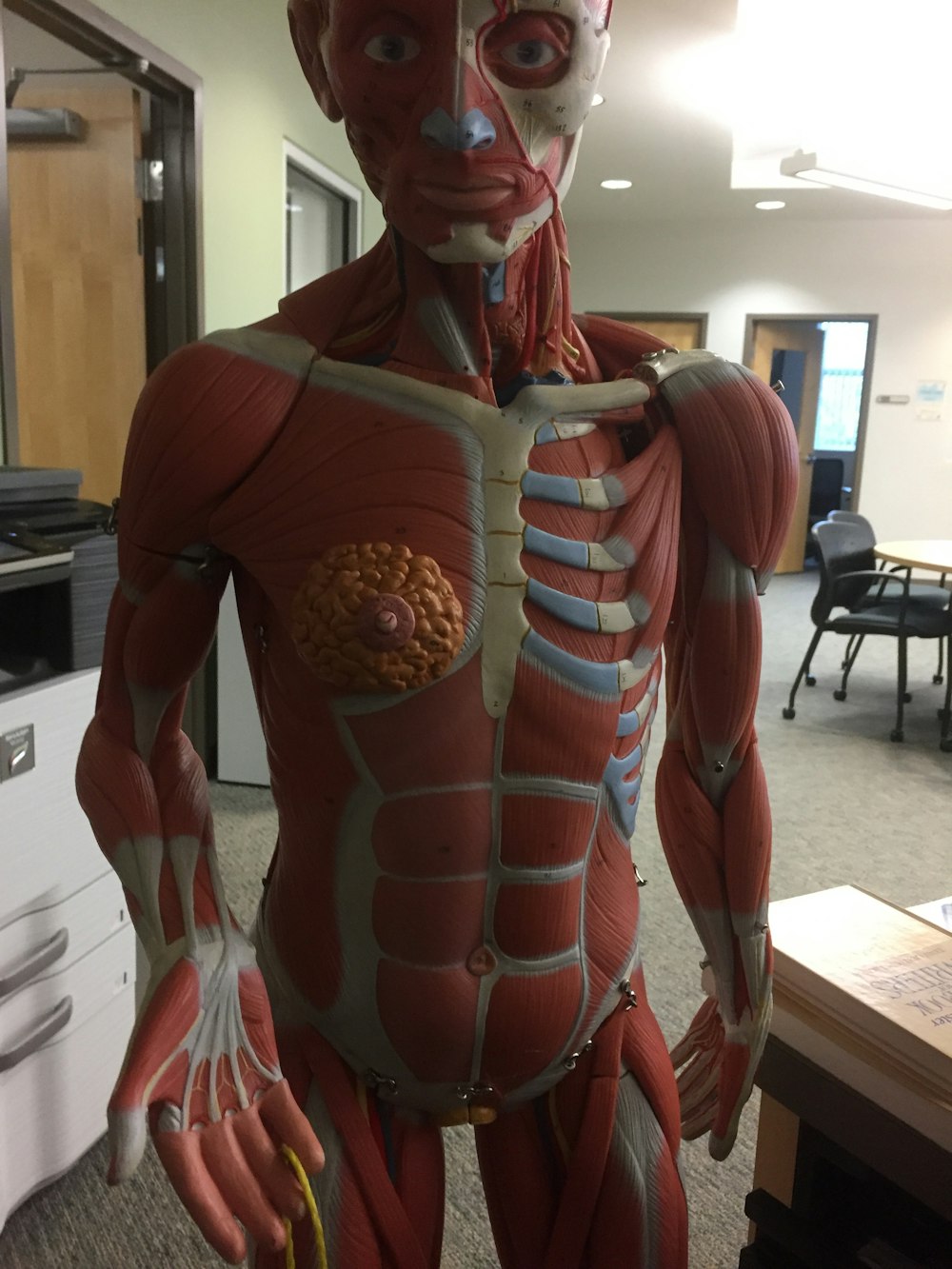 A skeleton in a medical office.