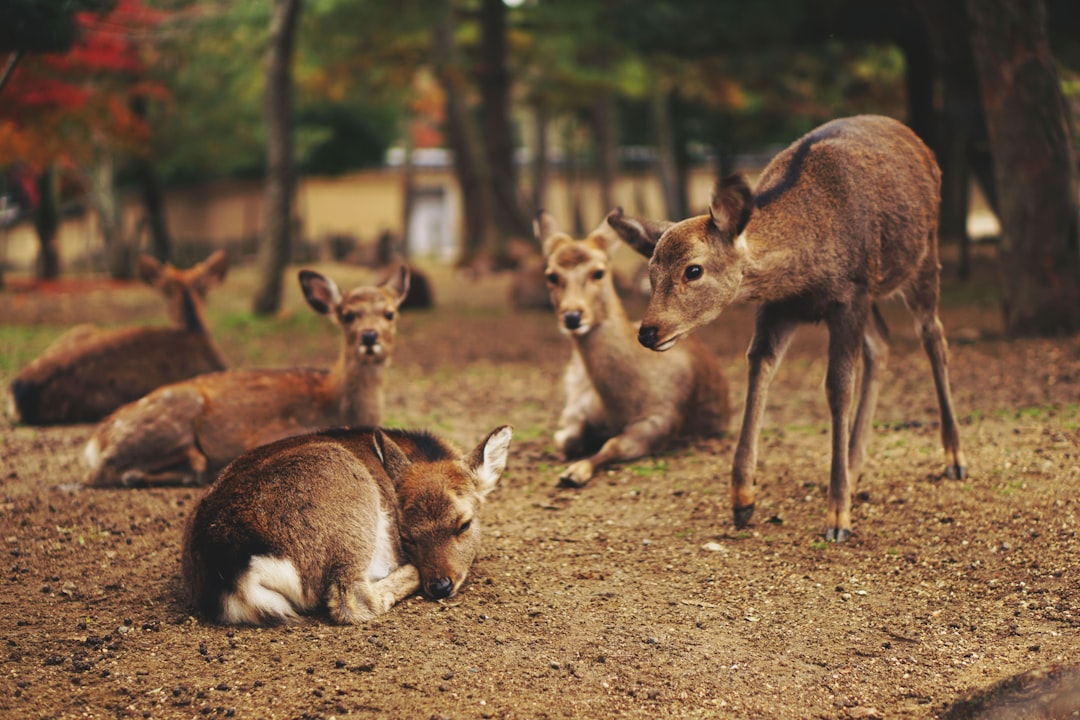 five brown deer