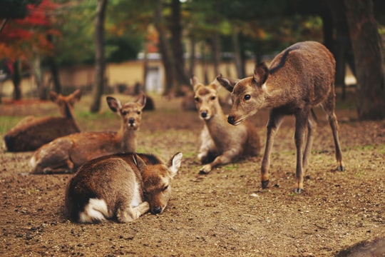 five brown deer in Nara Park Japan