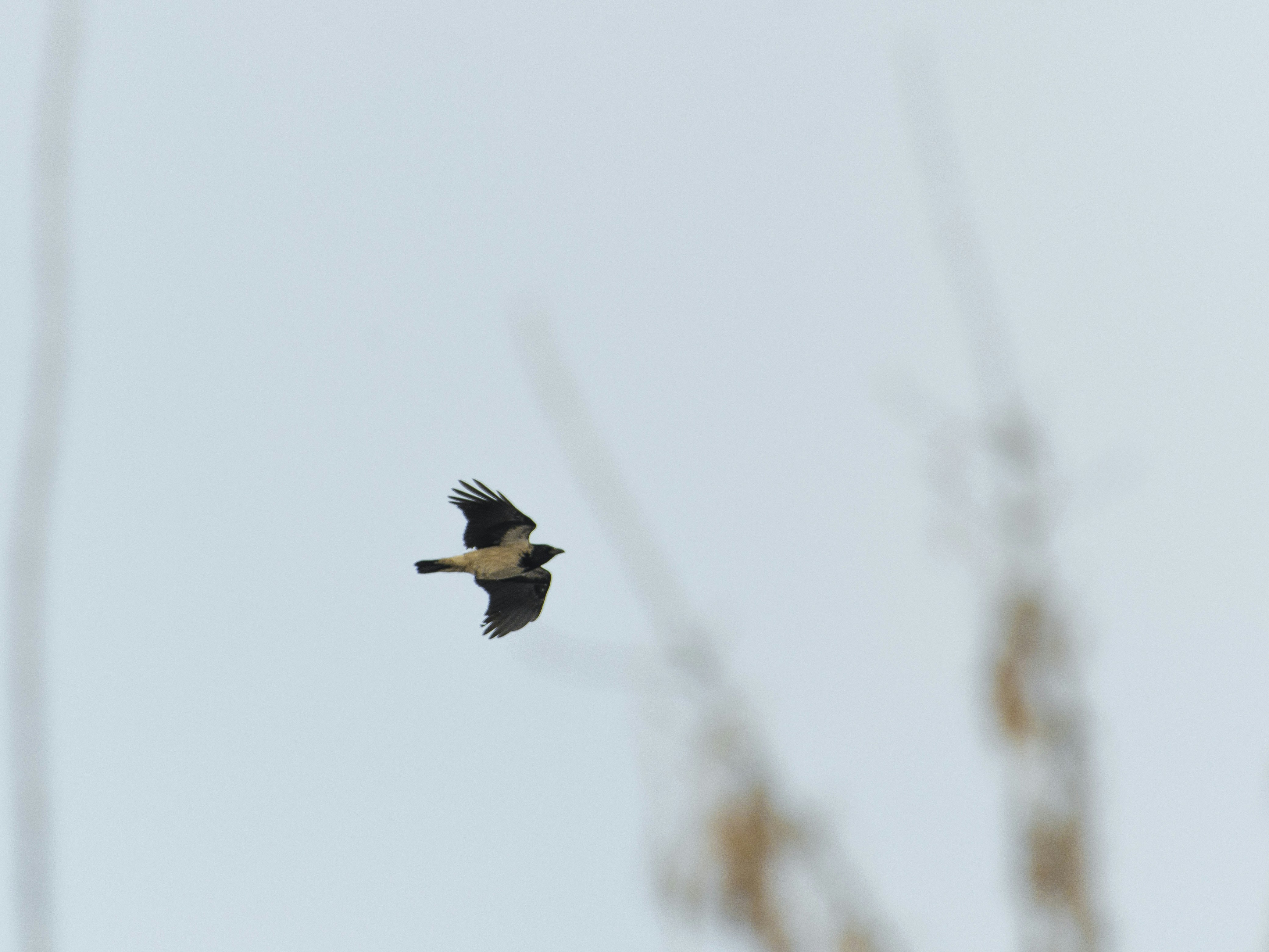 Free Unsplash photo from Roman Akhmerov