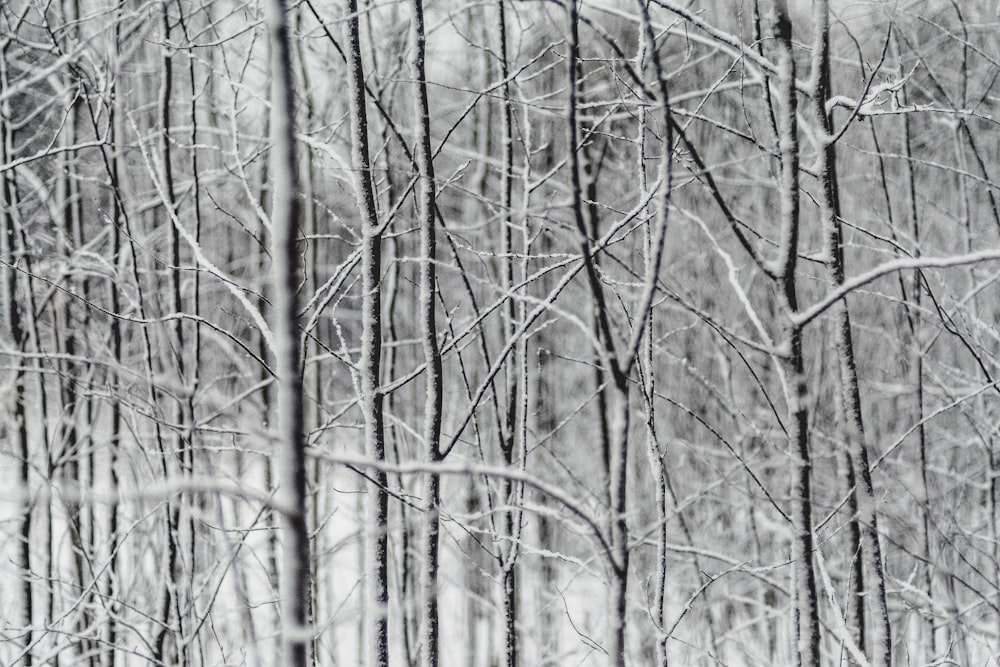 withered tree grayscale photography