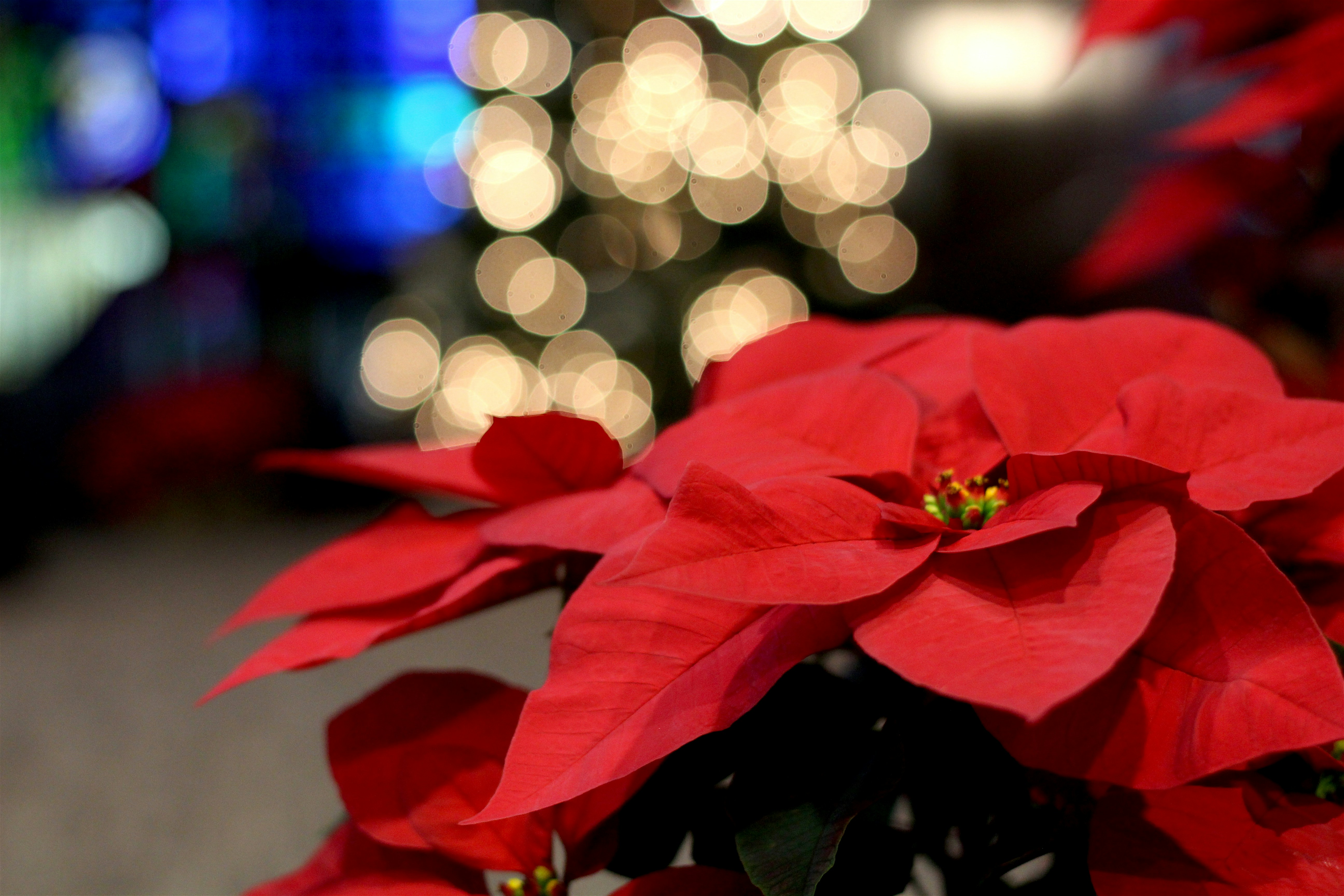 Free Unsplash photo from Tim Umphreys