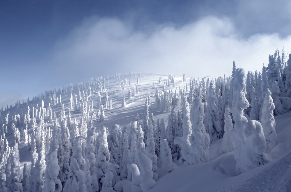 snow covered pine trees