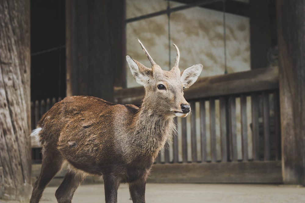 brown deer standing near wooden fence