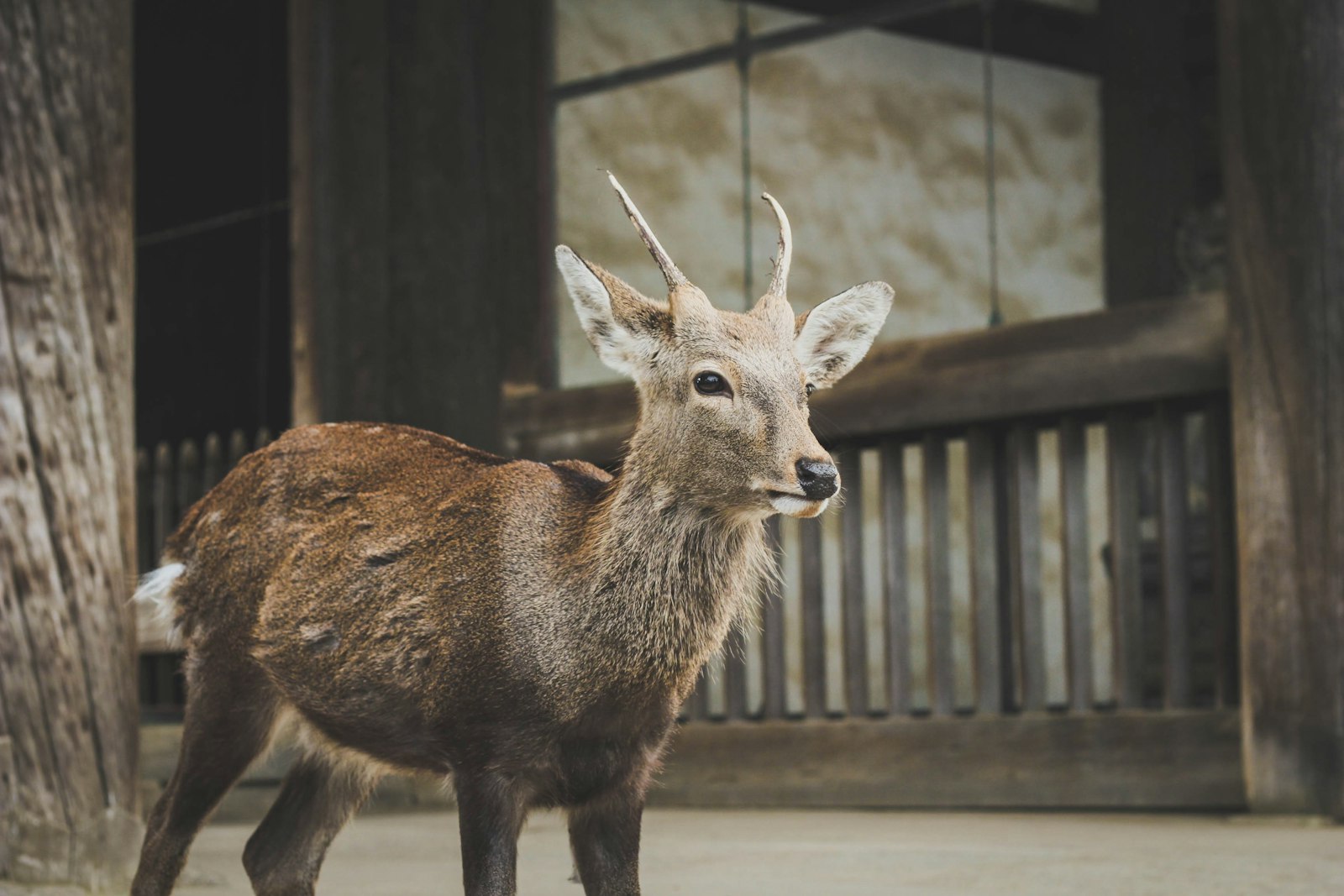 Canon EOS 550D (EOS Rebel T2i / EOS Kiss X4) sample photo. Brown deer standing near photography