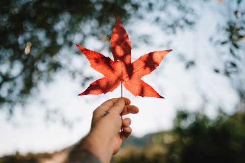 person holding red maple leaf