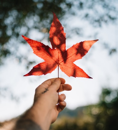 person holding red maple leaf