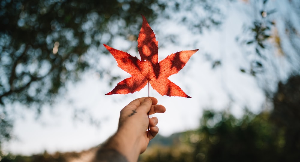 person holding red maple leaf