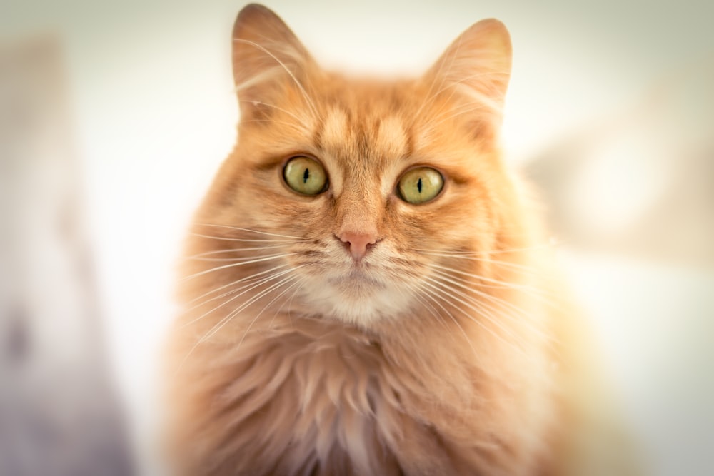 orange tabby cat in white background