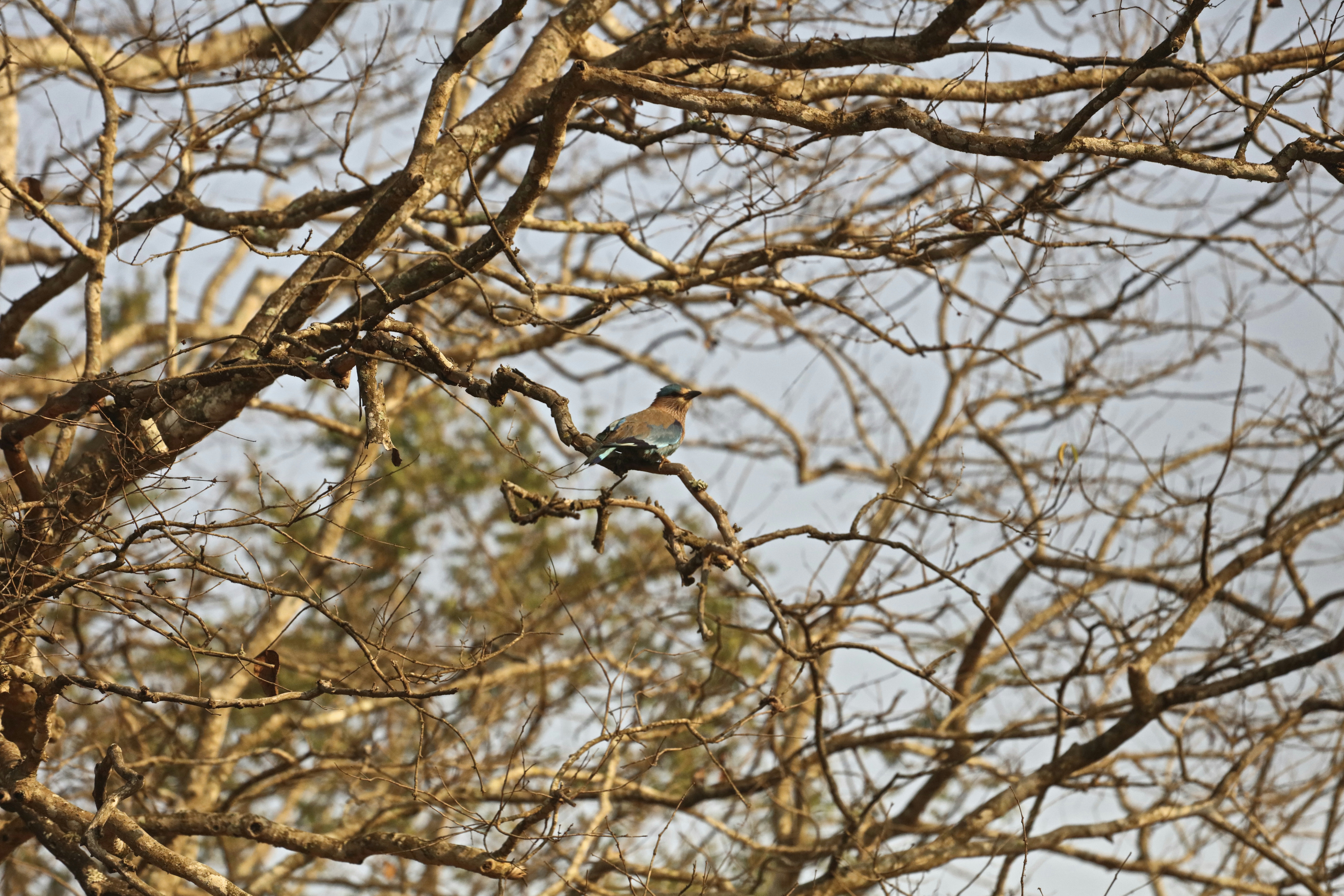 Free Unsplash photo from Ameet Dhanda