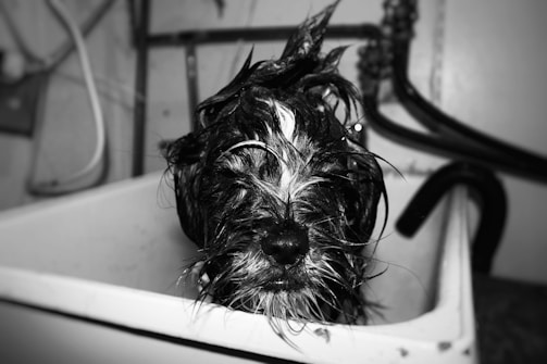 Hands gently washing a durable, washable pet collar in a sink.